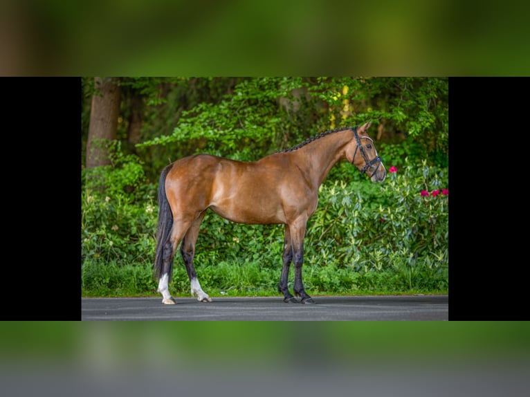 Deutsches Reitpony Stute 3 Jahre 152 cm Brauner in Visselh&#xF6;vede