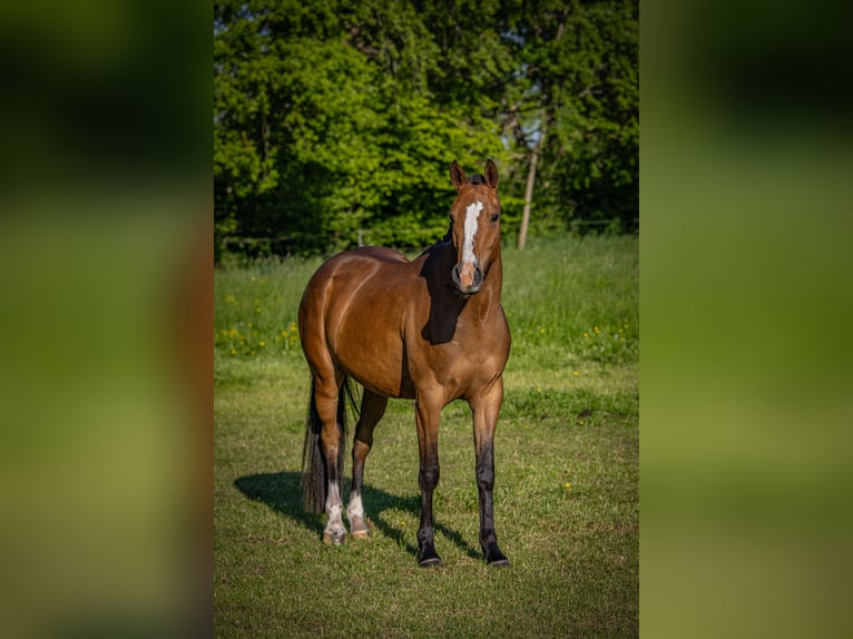 Deutsches Reitpony Stute 3 Jahre 152 cm Brauner in Visselh&#xF6;vede