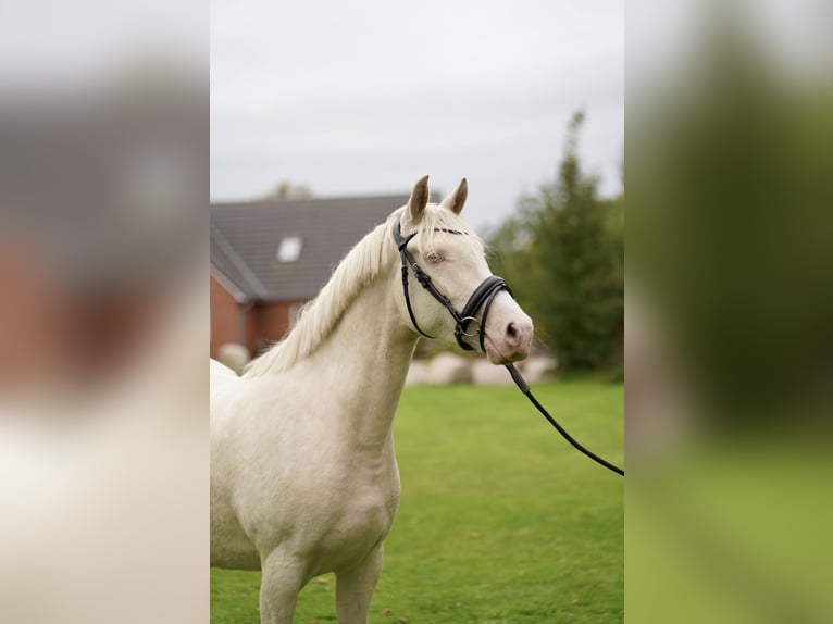 Deutsches Reitpony Stute 3 Jahre 152 cm Cremello in D&#xF6;rpum