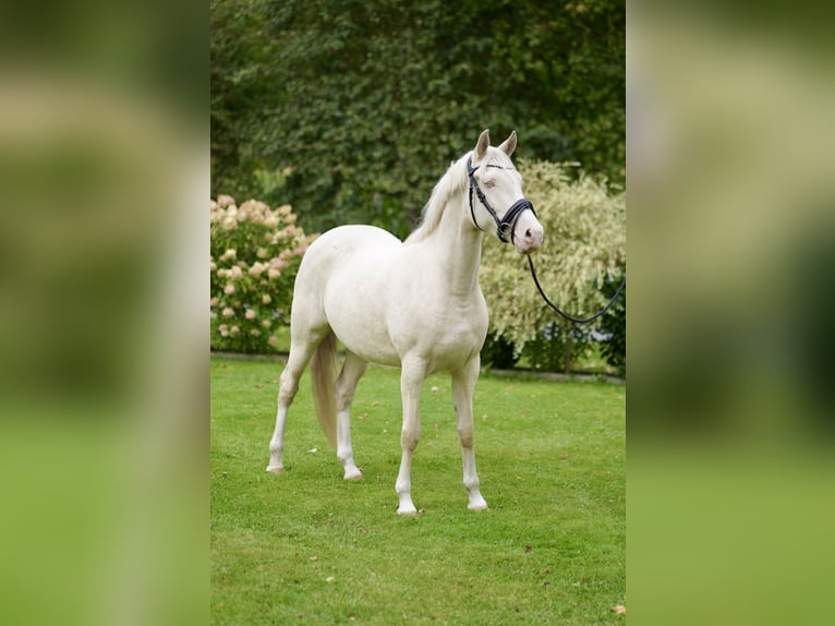 Deutsches Reitpony Stute 3 Jahre 152 cm Cremello in D&#xF6;rpum