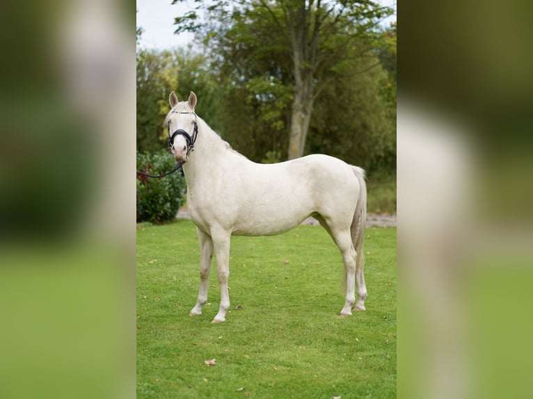 Deutsches Reitpony Stute 3 Jahre 152 cm Cremello in D&#xF6;rpum