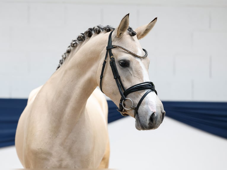 Deutsches Reitpony Stute 3 Jahre 152 cm Falbe in Marsberg