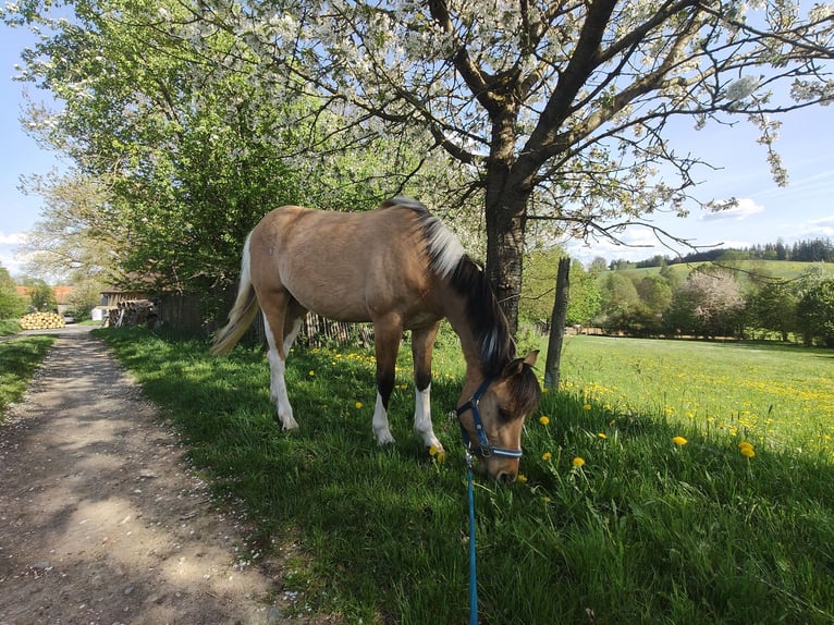 Deutsches Reitpony Mix Stute 3 Jahre 152 cm Falbe in M&#xFC;nchberg