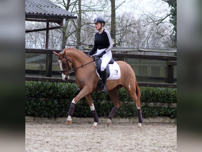 Deutsches Reitpony Stute 3 Jahre 152 cm Fuchs in Brummen