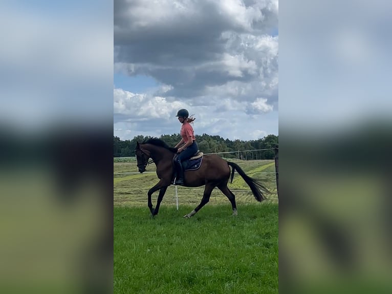 Deutsches Reitpony Stute 3 Jahre 152 cm in Bad Zwischenahn