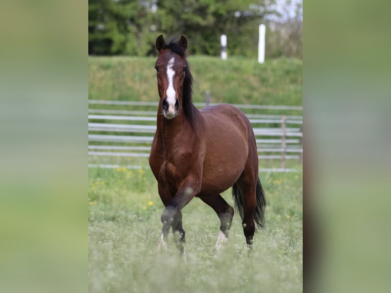 Deutsches Reitpony Mix Stute 3 Jahre 153 cm Brauner in Waldshut-Tiengen