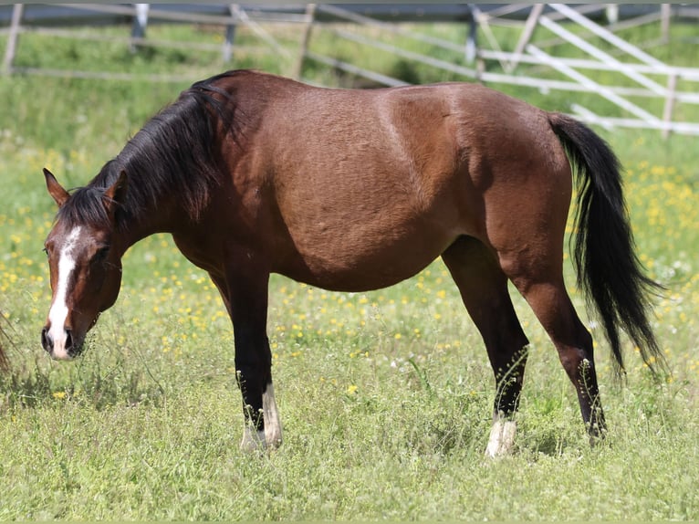 Deutsches Reitpony Mix Stute 3 Jahre 153 cm Brauner in Waldshut-Tiengen