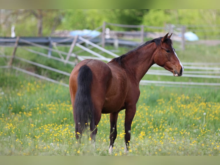 Deutsches Reitpony Mix Stute 3 Jahre 153 cm Brauner in Waldshut-Tiengen