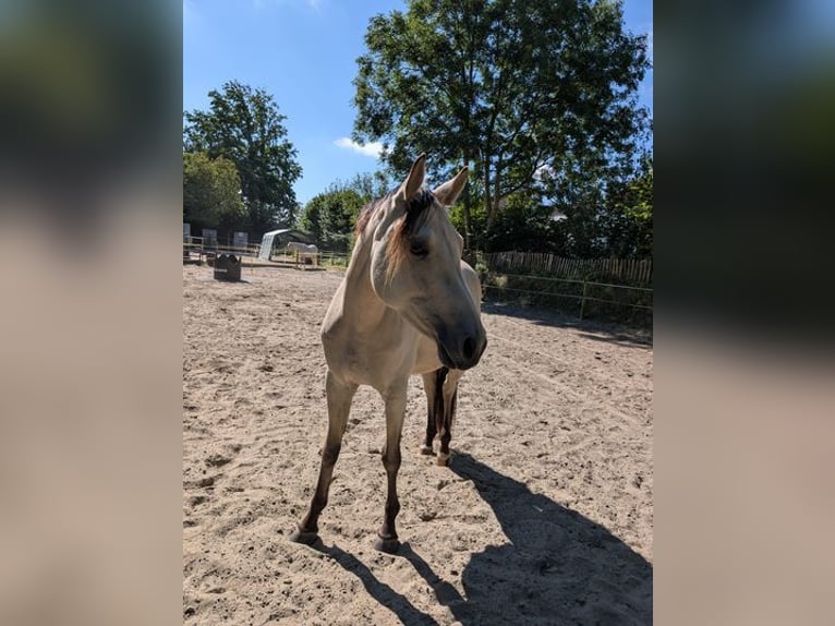 Deutsches Reitpony Stute 3 Jahre 153 cm Buckskin in Lohe-Rickelshof