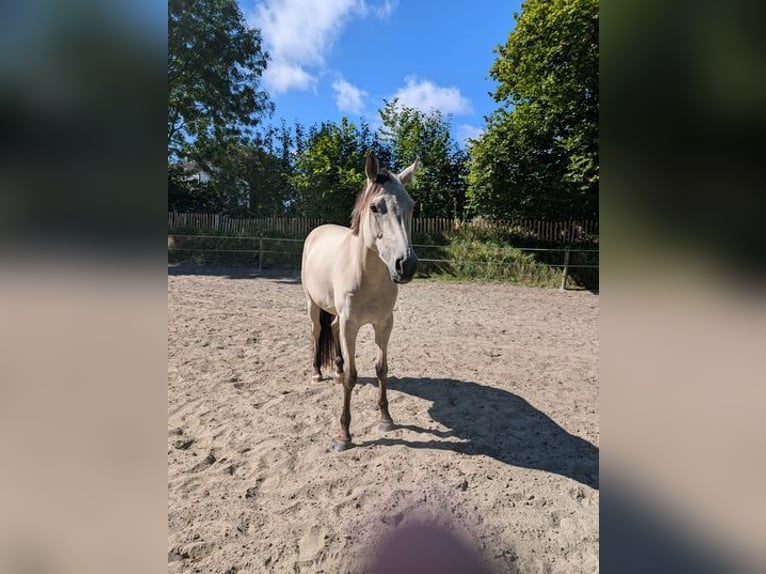 Deutsches Reitpony Stute 3 Jahre 153 cm Buckskin in Lohe-Rickelshof