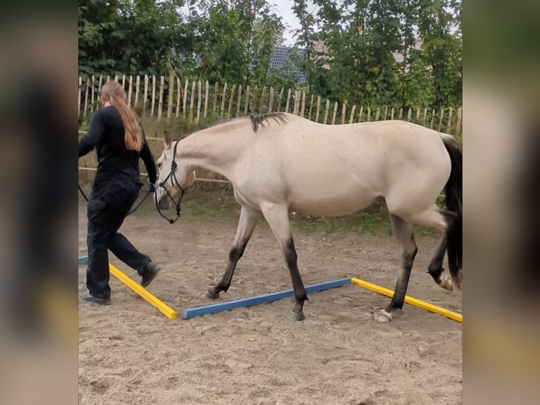 Deutsches Reitpony Stute 3 Jahre 153 cm Buckskin in Lohe-Rickelshof