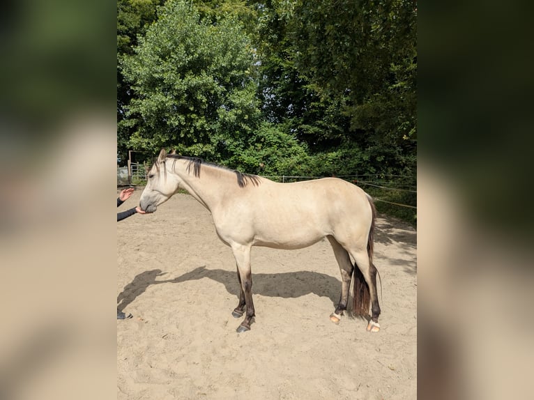 Deutsches Reitpony Stute 3 Jahre 153 cm Buckskin in Lohe-Rickelshof