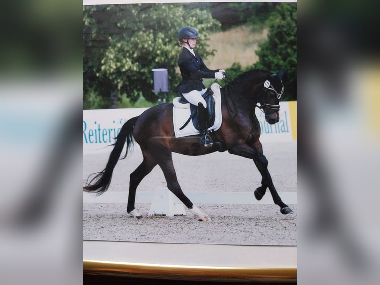 Deutsches Reitpony Stute 3 Jahre 153 cm Dunkelbrauner in Donaueschingen
