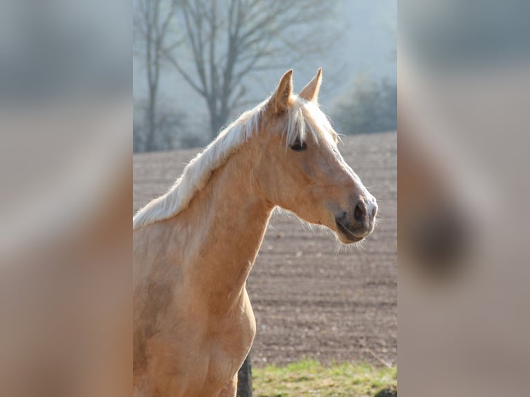Deutsches Reitpony Stute 3 Jahre 153 cm Palomino in Hintertiefenbach