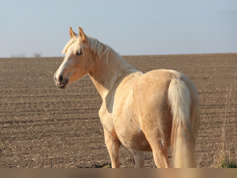 Deutsches Reitpony Stute 3 Jahre 153 cm Palomino in Hintertiefenbach