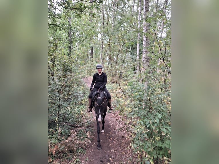 Deutsches Reitpony Stute 3 Jahre 153 cm Schwarzbrauner in Meinersen