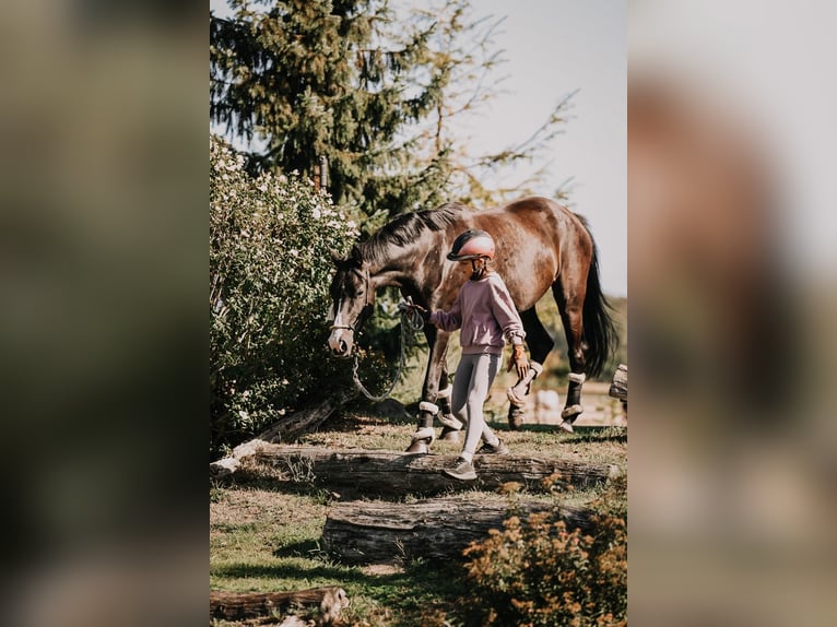 Deutsches Reitpony Stute 3 Jahre 153 cm Schwarzbrauner in Meinersen