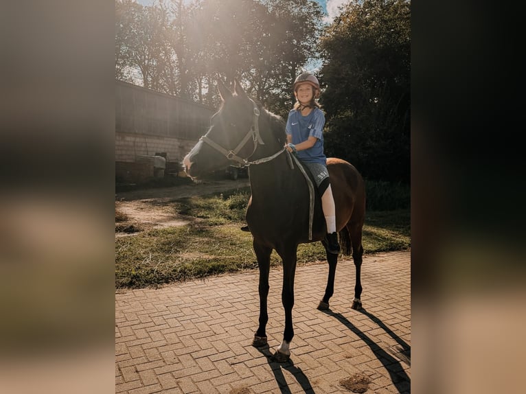 Deutsches Reitpony Stute 3 Jahre 153 cm Schwarzbrauner in Meinersen