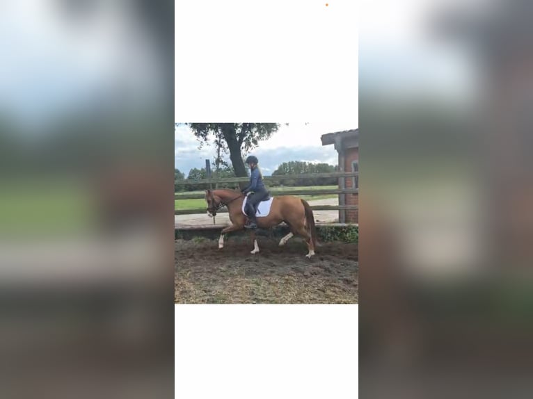 Deutsches Reitpony Stute 3 Jahre 154 cm Fuchs in Echem