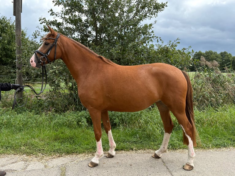 Deutsches Reitpony Stute 3 Jahre 154 cm Fuchs in Echem