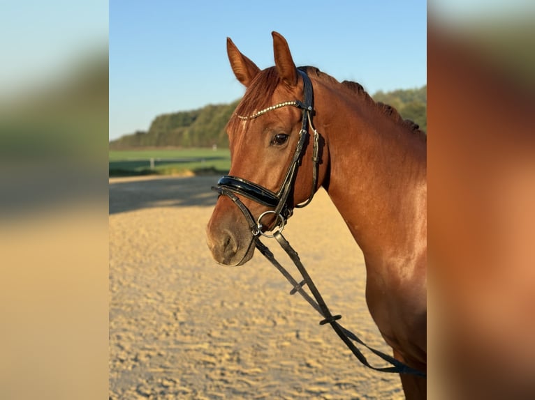 Deutsches Reitpony Stute 3 Jahre 154 cm Fuchs in Dortmund