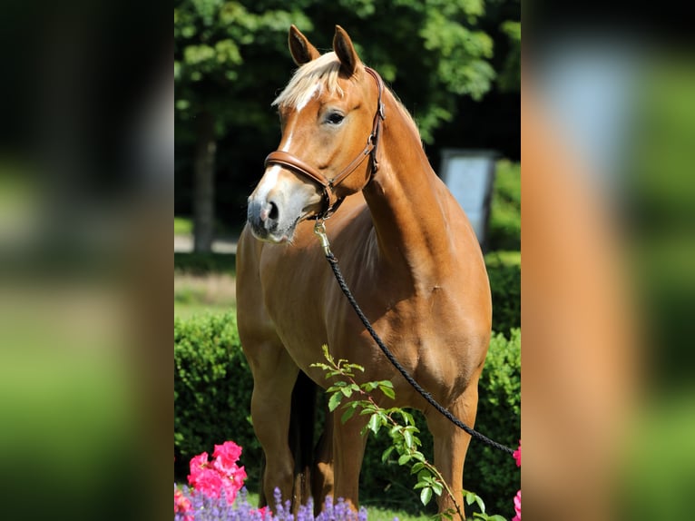 Deutsches Reitpony Stute 3 Jahre 154 cm Palomino in Rehburg-Loccum M&#xFC;nchehagen
