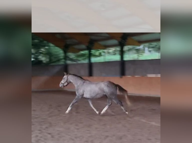 Deutsches Reitpony Mix Stute 3 Jahre 154 cm Schimmel in Walterswil SO