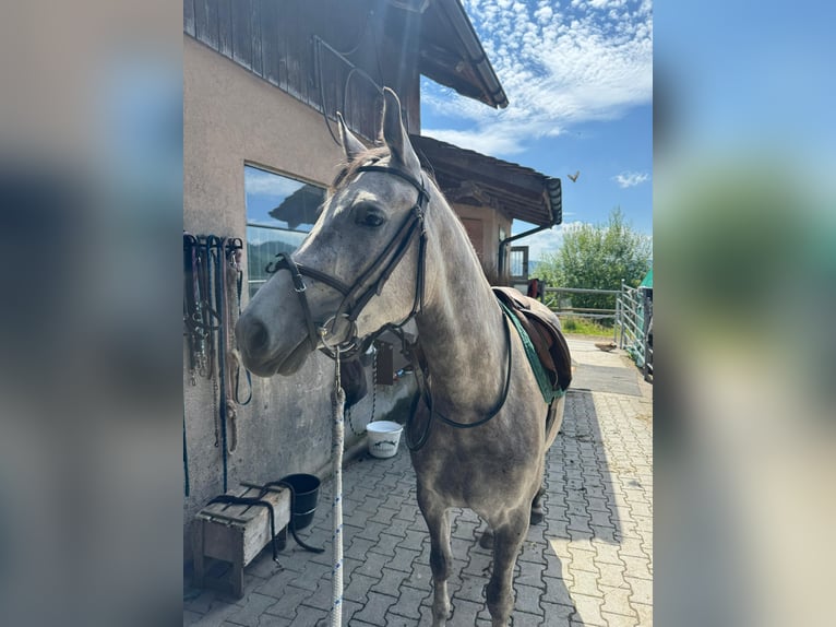 Deutsches Reitpony Mix Stute 3 Jahre 154 cm Schimmel in Walterswil SO