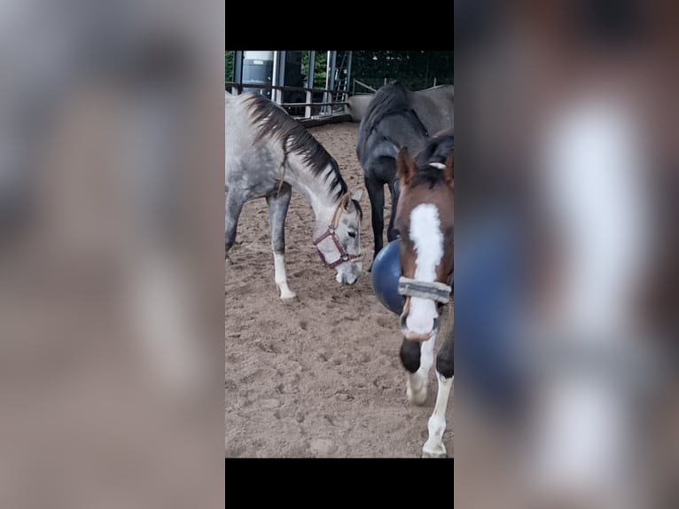Deutsches Reitpony Mix Stute 3 Jahre 154 cm Schimmel in Walterswil SO