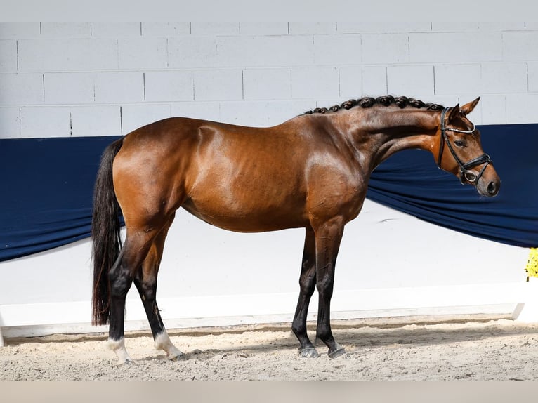 Deutsches Reitpony Stute 3 Jahre 156 cm Brauner in Marsberg