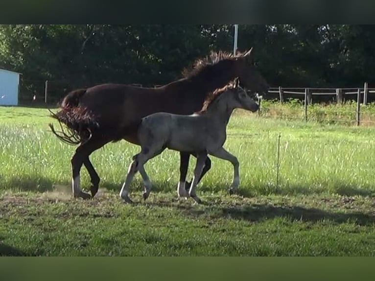 Deutsches Reitpony Stute 3 Jahre 156 cm Buckskin in Assen