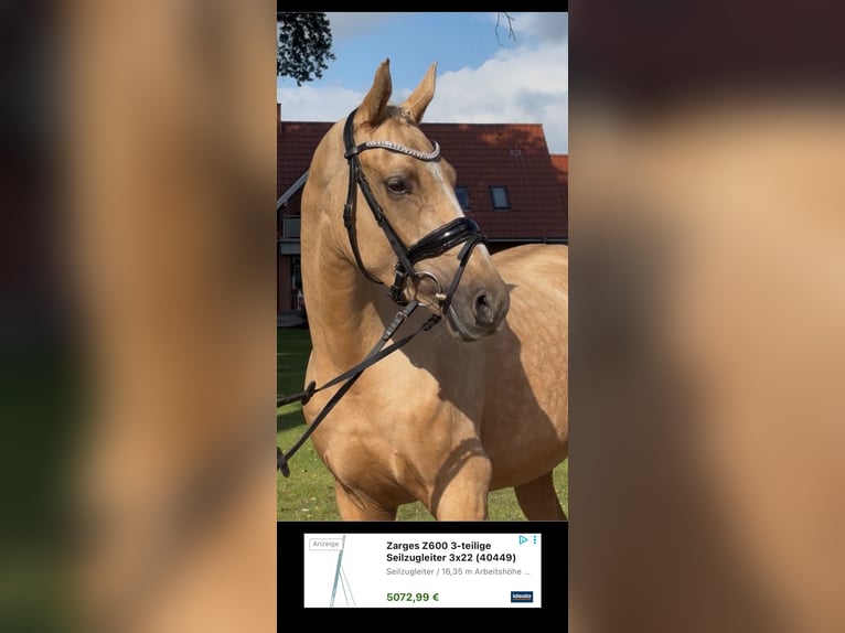 Deutsches Reitpony Stute 3 Jahre 156 cm Palomino in Deinste
