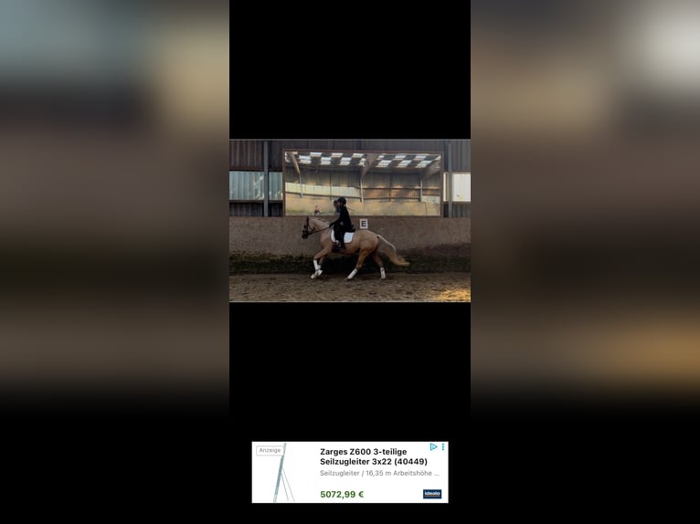 Deutsches Reitpony Stute 3 Jahre 156 cm Palomino in Deinste