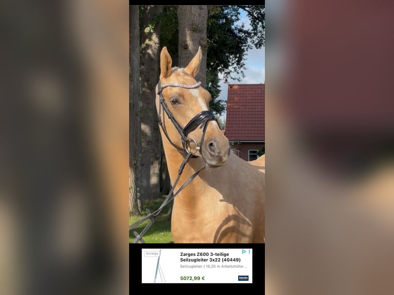 Deutsches Reitpony Stute 3 Jahre 156 cm Palomino in Deinste