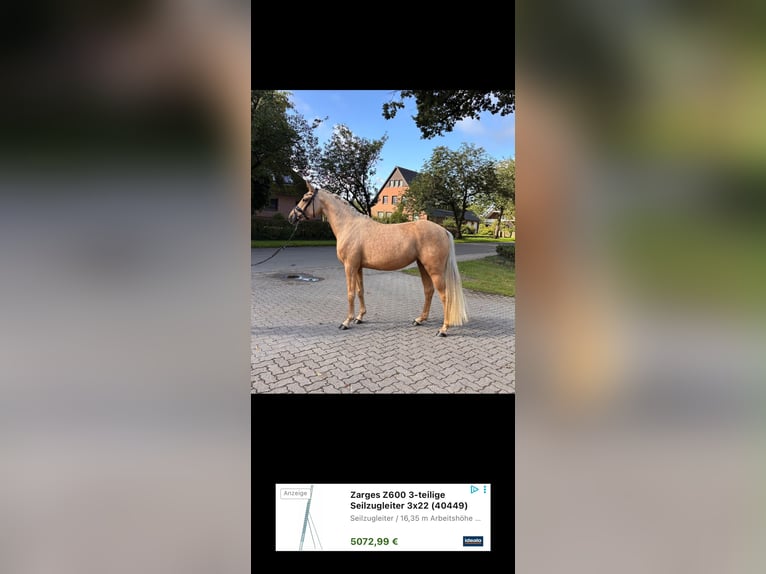 Deutsches Reitpony Stute 3 Jahre 156 cm Palomino in Deinste