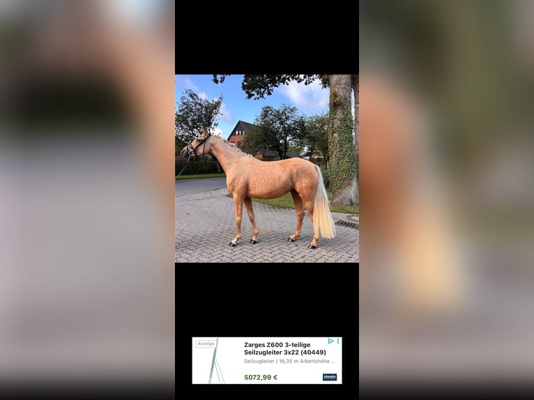 Deutsches Reitpony Stute 3 Jahre 156 cm Palomino in Deinste