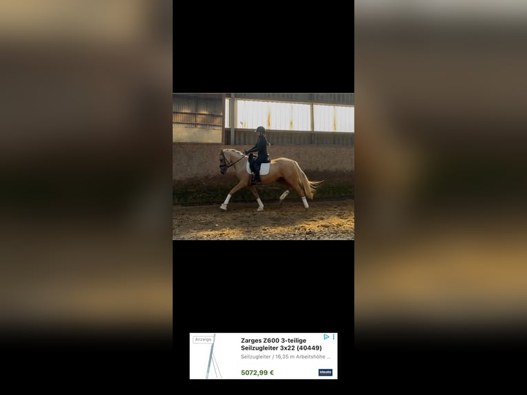 Deutsches Reitpony Stute 3 Jahre 156 cm Palomino in Deinste