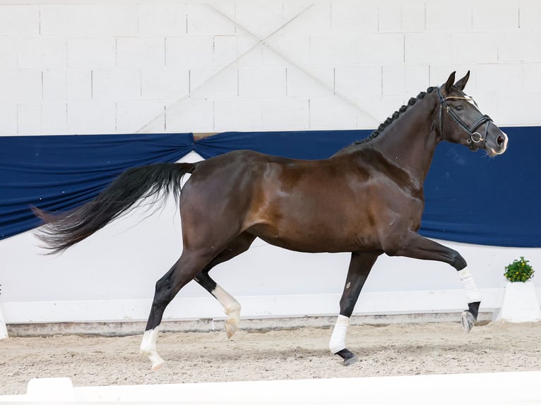 Deutsches Reitpony Stute 3 Jahre 156 cm Rappe in Marsberg