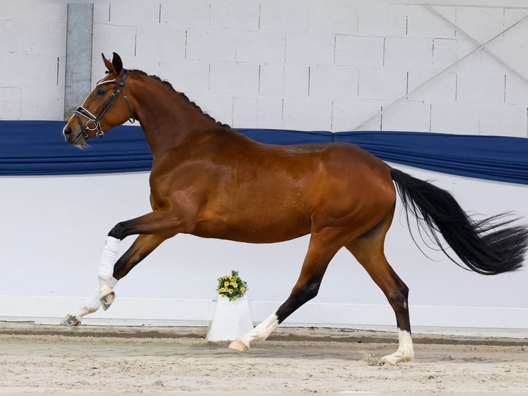Deutsches Reitpony Stute 3 Jahre 157 cm Brauner in Marsberg