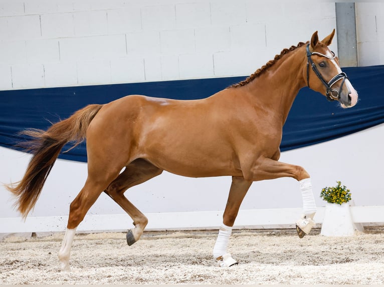 Deutsches Reitpony Stute 3 Jahre 157 cm Fuchs in Marsberg
