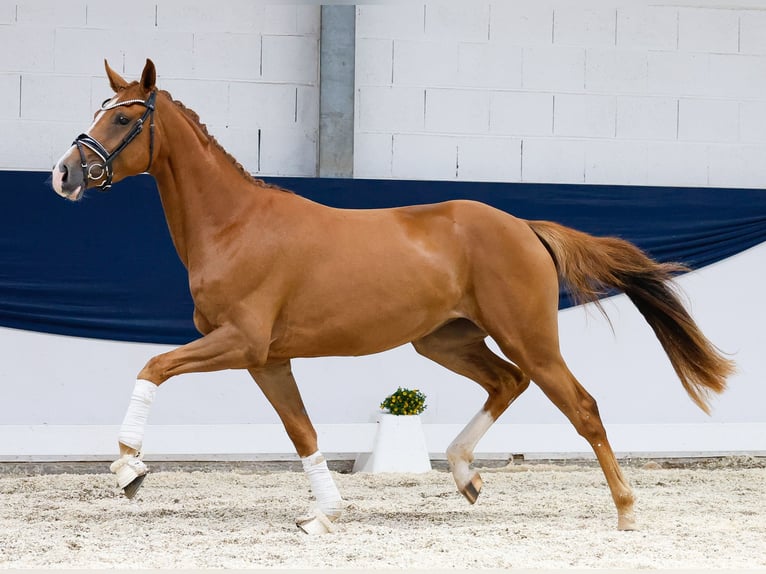 Deutsches Reitpony Stute 3 Jahre 157 cm Fuchs in Marsberg