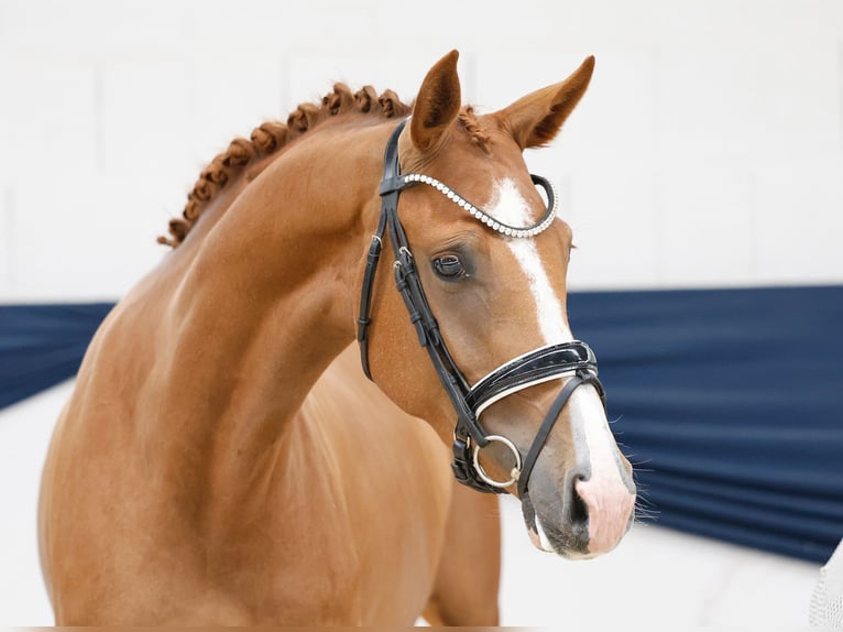 Deutsches Reitpony Stute 3 Jahre 157 cm Fuchs in Marsberg