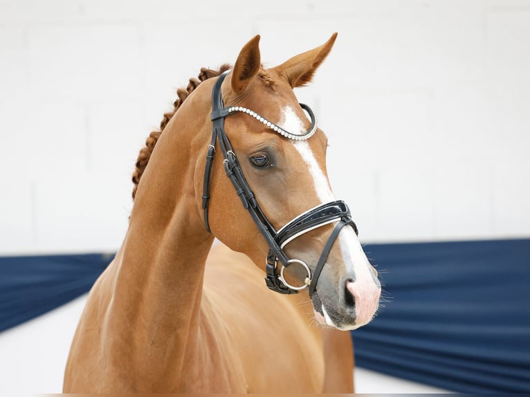 Deutsches Reitpony Stute 3 Jahre 157 cm Fuchs in Marsberg
