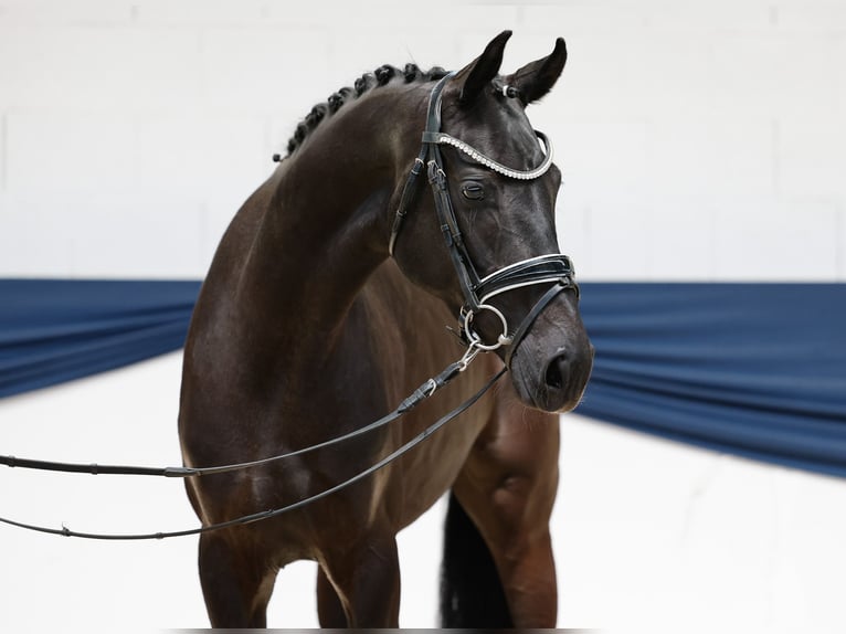 Deutsches Reitpony Stute 3 Jahre 157 cm Schwarzbrauner in Marsberg