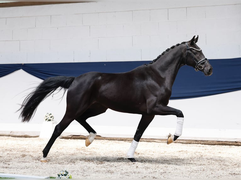 Deutsches Reitpony Stute 3 Jahre 157 cm Schwarzbrauner in Marsberg