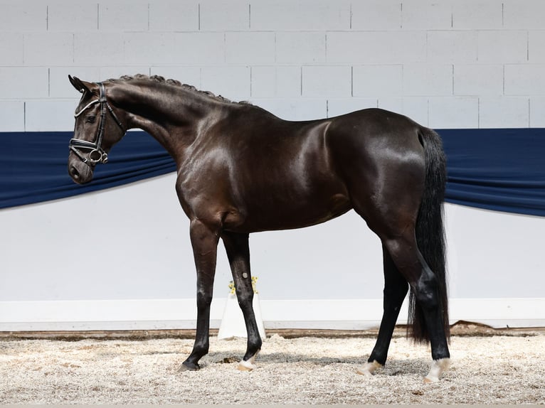 Deutsches Reitpony Stute 3 Jahre 157 cm Schwarzbrauner in Marsberg