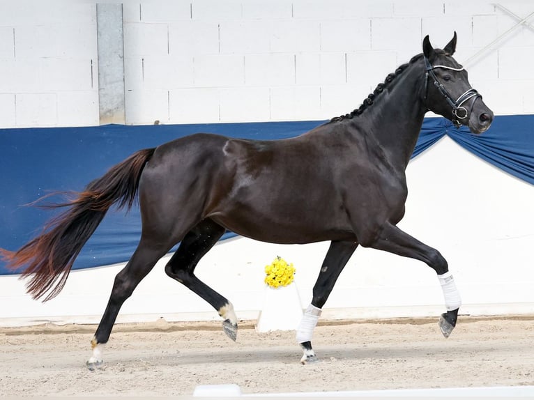 Deutsches Reitpony Stute 3 Jahre 158 cm Rappe in Marsberg