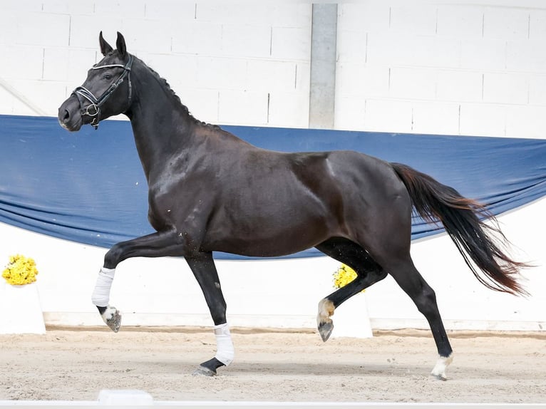 Deutsches Reitpony Stute 3 Jahre 158 cm Rappe in Marsberg