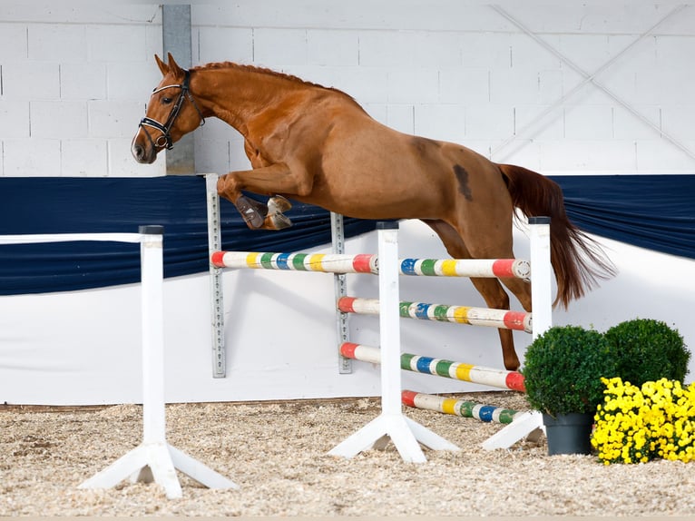 Deutsches Reitpony Stute 3 Jahre 159 cm Fuchs in Marsberg