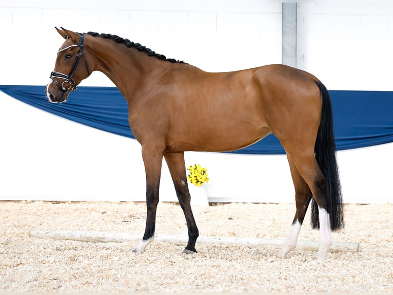 Deutsches Reitpony Stute 3 Jahre 161 cm Brauner in Marsberg